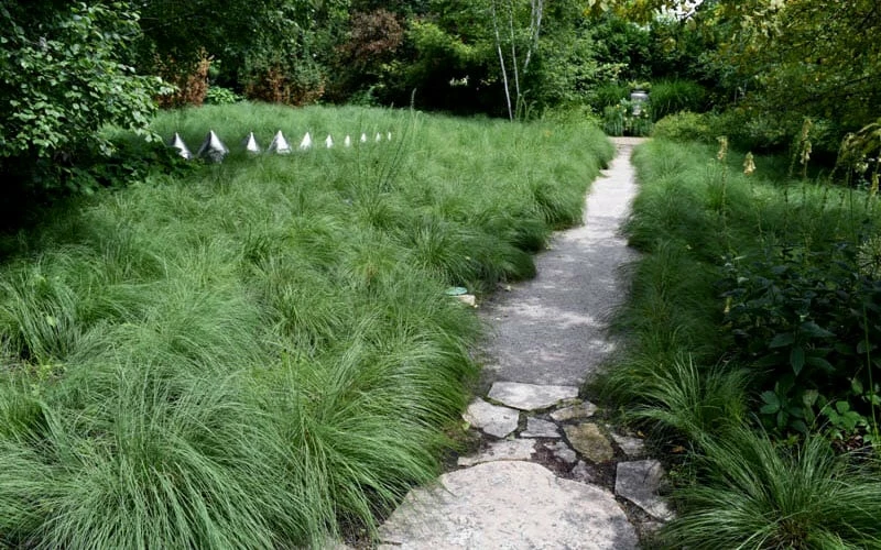 Prairie Dropseed Grass (Sporobolis Heterolepis) - 8 Pack Of 1 Gallon Pots - Image 5