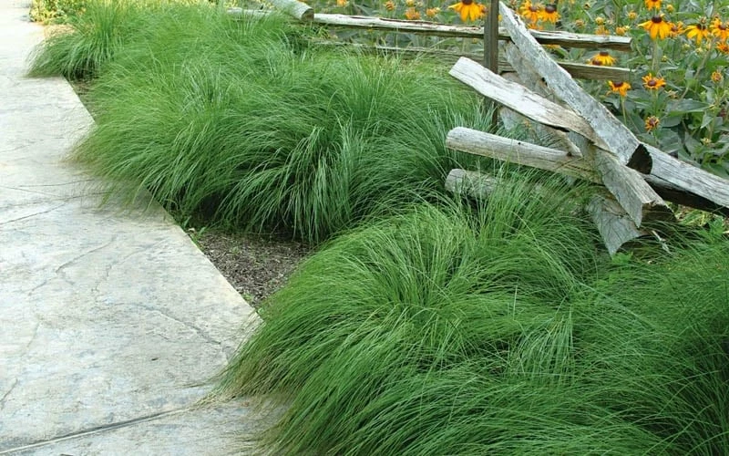 Prairie Dropseed Grass (Sporobolis Heterolepis) - 8 Pack Of 1 Gallon Pots - Image 8