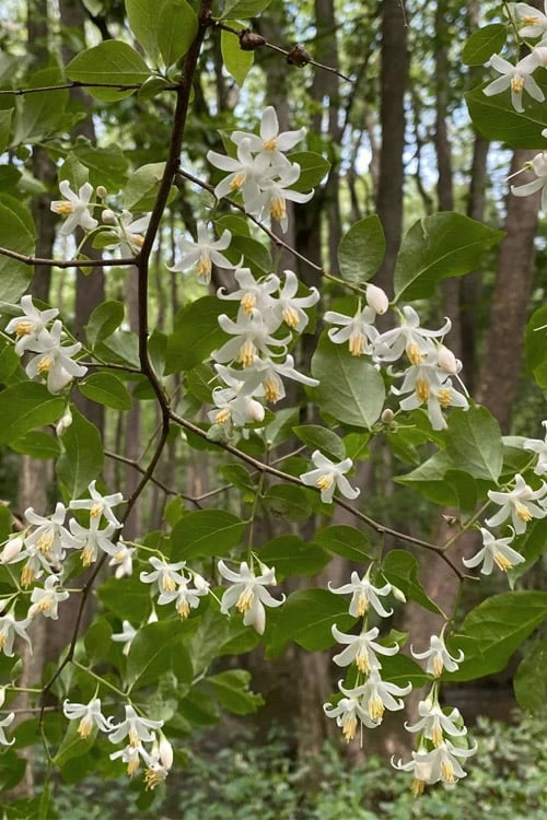 American Snowbell Tree (Styrax Americanus) - 3 Gallon Pot - Image 4