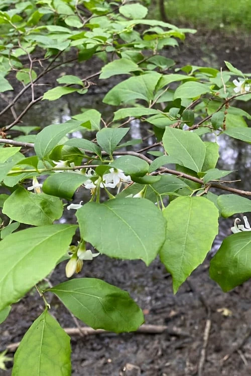 American Snowbell Tree (Styrax Americanus) - 3 Gallon Pot - Image 11