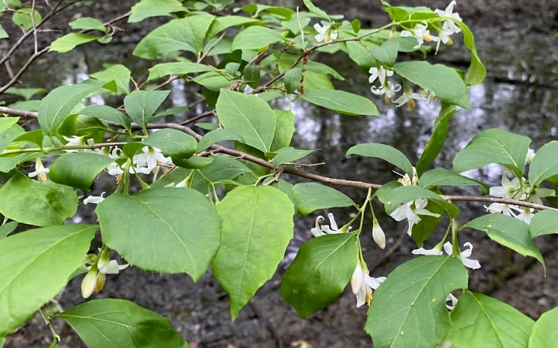 American Snowbell Tree (Styrax Americanus) - 3 Gallon Pot - Image 10