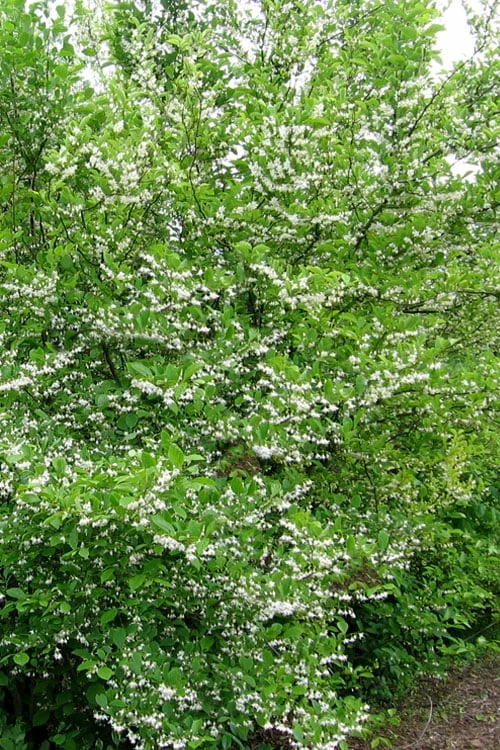 American Snowbell Tree (Styrax Americanus) - 3 Gallon Pot - Image 5