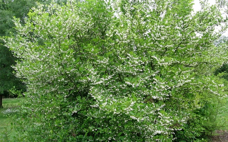 American Snowbell Tree (Styrax Americanus) - 3 Gallon Pot - Image 6