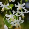 American Snowbell Tree (Styrax Americanus) - 3 Gallon Pot