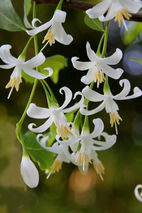 American Snowbell Tree (Styrax Americanus) - 3 Gallon Pot