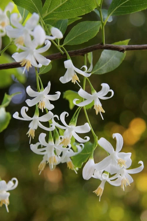 American Snowbell Tree (Styrax Americanus) - 3 Gallon Pot - Image 9