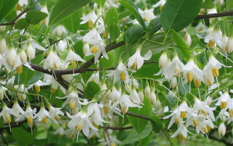 American Snowbell Tree (Styrax Americanus) - 3 Gallon Pot - Image 13