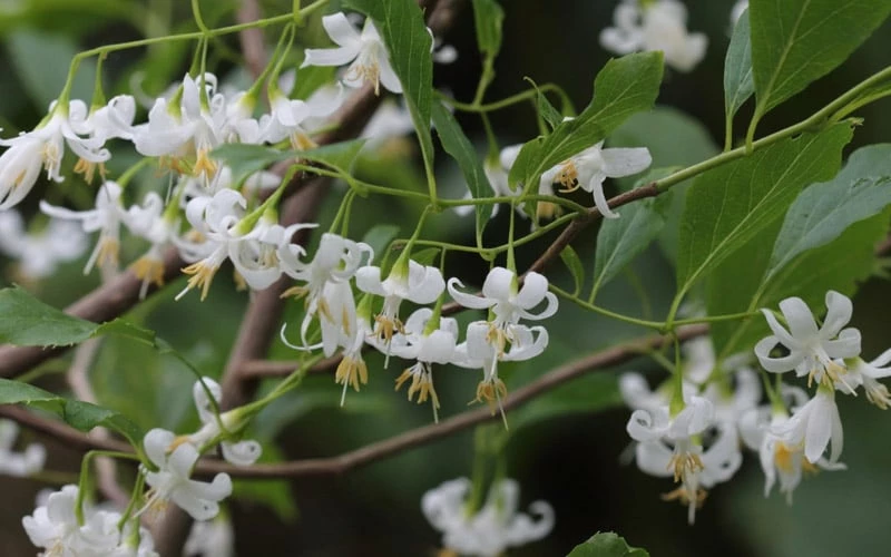American Snowbell Tree (Styrax Americanus) - 3 Gallon Pot - Image 12