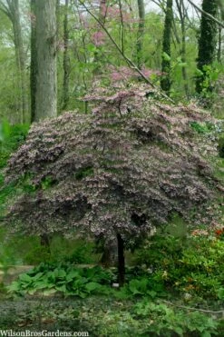 Pink Chimes Japanese Snowbell - 1 Gallon Pot