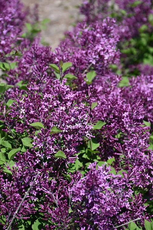 Bloomerang Dark Purple Lilac - 2 Gallon Pot - Image 6