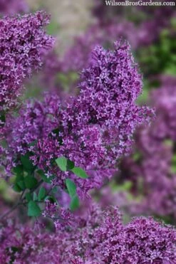 Bloomerang Dark Purple Lilac - 2 Gallon Pot