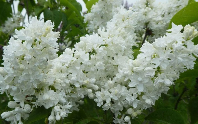 Miss Ellen Willmott White French Lilac (Syringa Vulgaris) - 3 Gallon Pot - Image 4