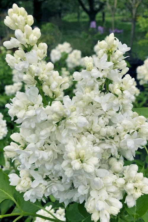 Miss Ellen Willmott White French Lilac (Syringa Vulgaris) - 3 Gallon Pot