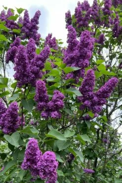 Yankee Doodle Purple French Lilac (Syringa) - 3 Gallon Pot
