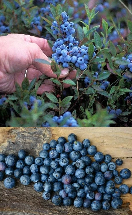 Wild Lowbush Blueberry Plant - 1 Gallon - Image 5