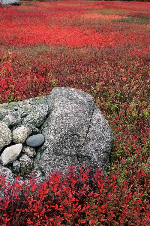 Wild Lowbush Blueberry Plant - 1 Gallon - Image 7