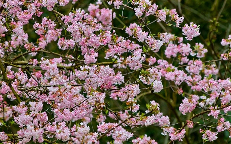 Pink Dawn Fragrant Viburnum - 5 Gallon Pot - Image 9