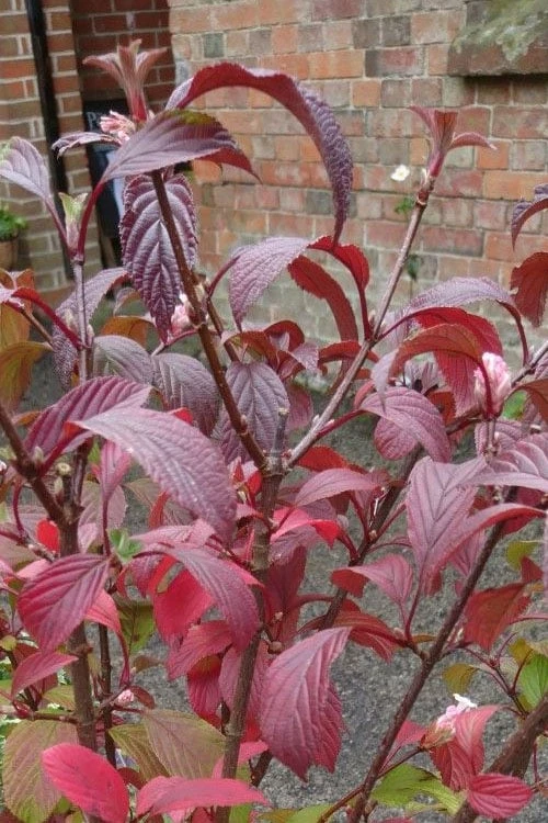 Pink Dawn Fragrant Viburnum - 5 Gallon Pot - Image 10