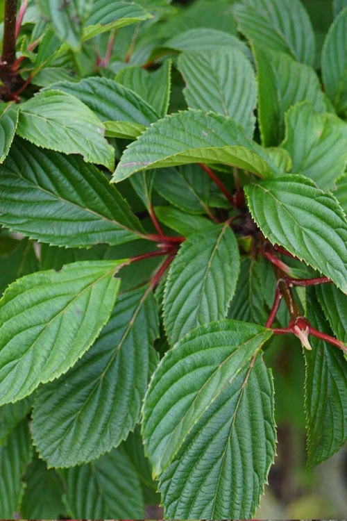 Pink Dawn Fragrant Viburnum - 5 Gallon Pot - Image 11