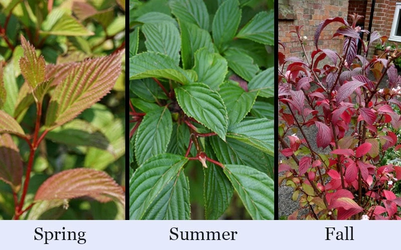 Pink Dawn Fragrant Viburnum - 5 Gallon Pot - Image 7