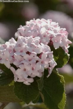 Spice Baby Koreanspice Viburnum - 1 Gallon Pot