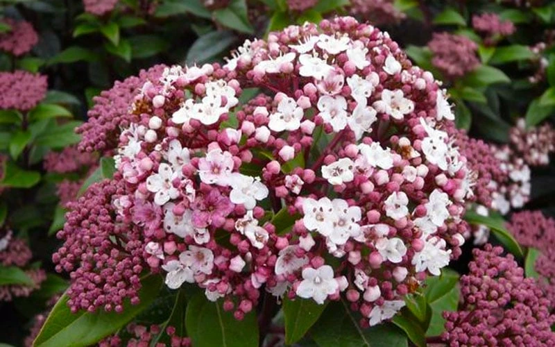Spirit Viburnum - 3 Gallon Pot - Image 5