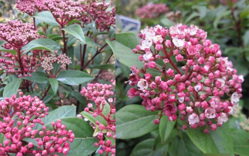 Spirit Viburnum - 3 Gallon Pot - Image 7