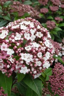 Spirit Viburnum - 3 Gallon Pot