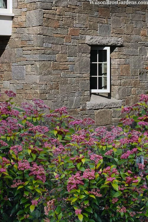 Spirit Viburnum - 3 Gallon Pot - Image 6