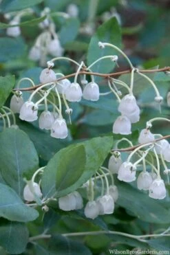 Woodlanders Blue Dusty Zenobia (Honeycup) - 3 Gallon Pot